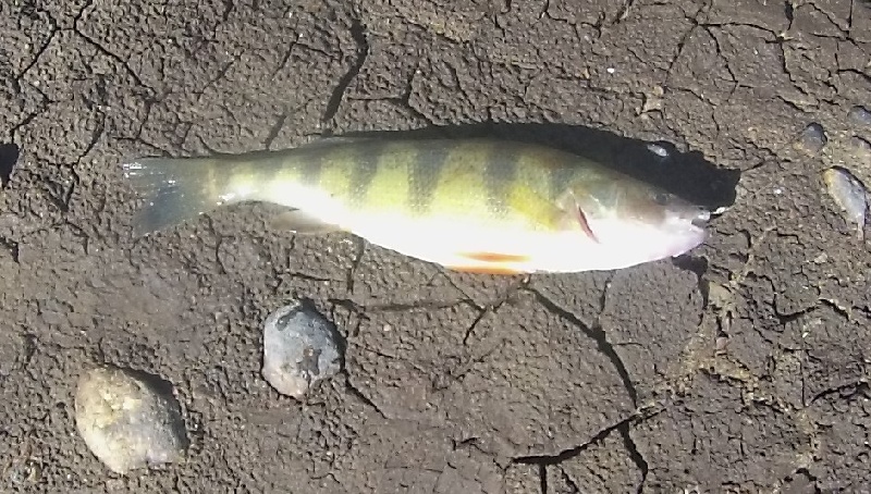 Yellow Perch caught at Richardi Reservoir 2014
