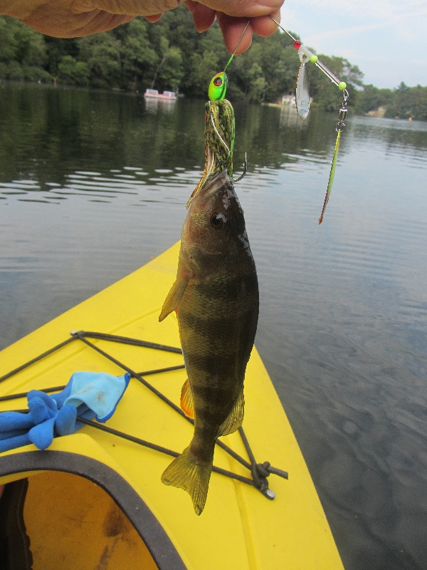 The audacity of yellow perch
