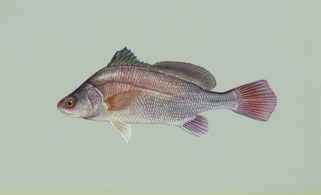 Freshwater Drum Source: Raver, Duane. http://images.fws.gov. U.S. Fish and Wildlife Service.