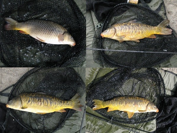 Blackstone Mirror carp