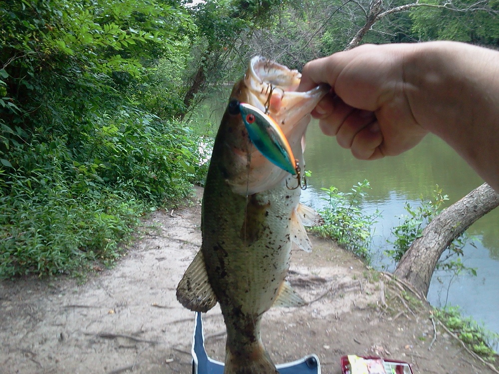 bass near Reeds