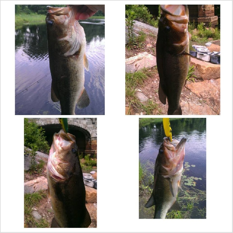 lmb from Whitney Pond