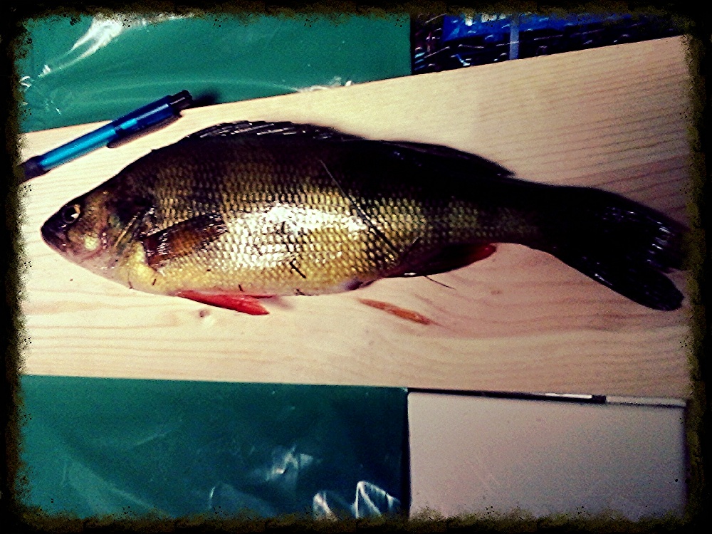 Yello perch